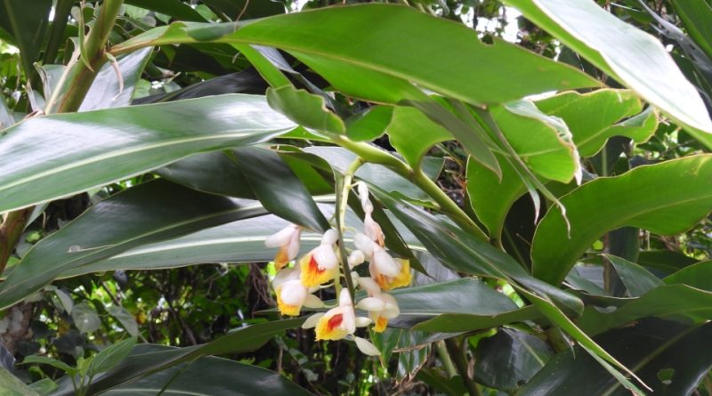 Alpinia zerumbet