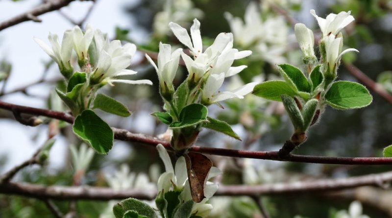 Amelanchier ovalis