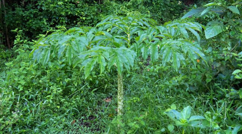 Amorphophallus paeoniifolius