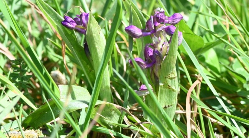 Anacamptis morio