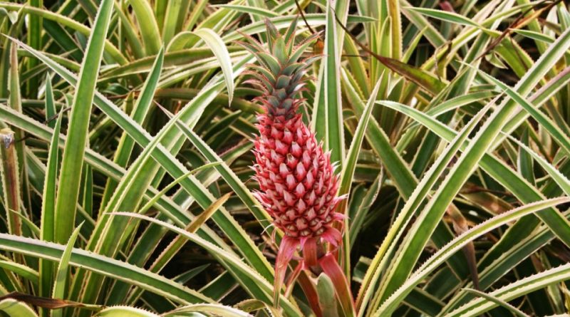 Ananas bracteatus