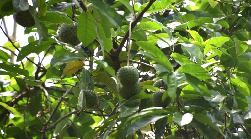 Annona montana