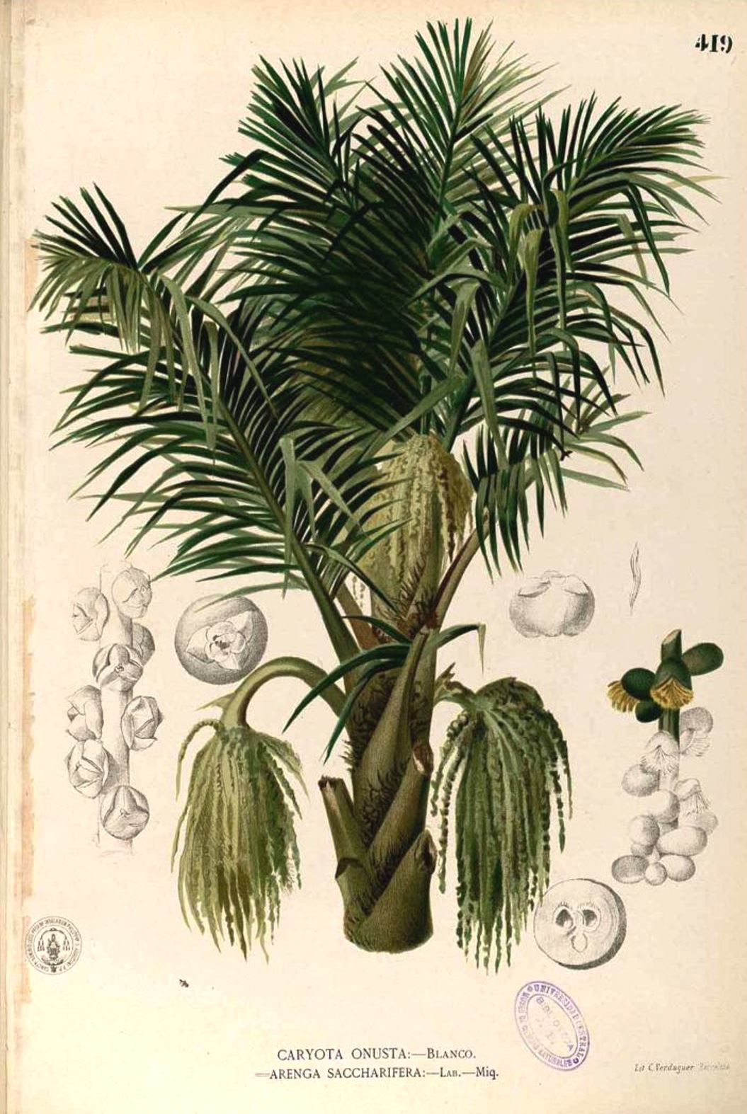 Arenga pinnata: Systematics, Etymology, Habitat, Cultivation ...