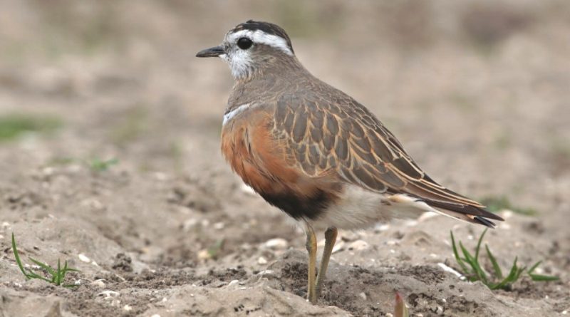 Charadrius morinellus