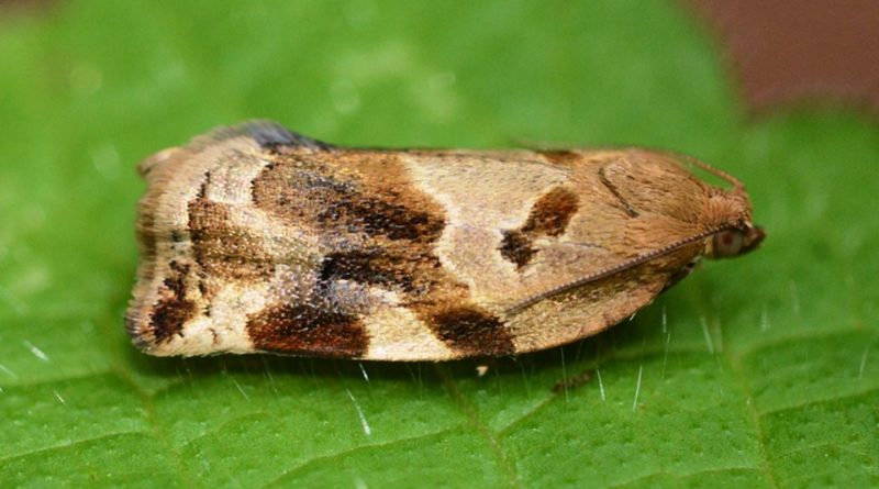 Choristoneura lafauryana