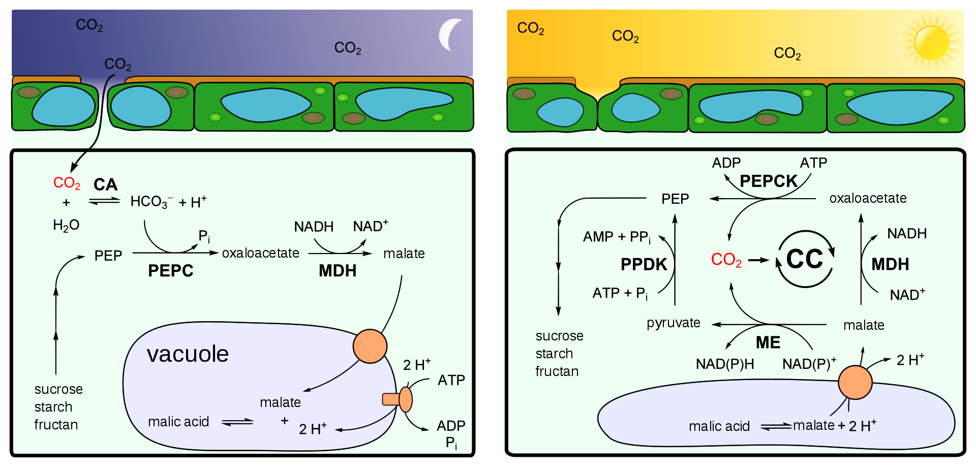 Crassulacean acid metabolism: photosynthesis, day phase, night