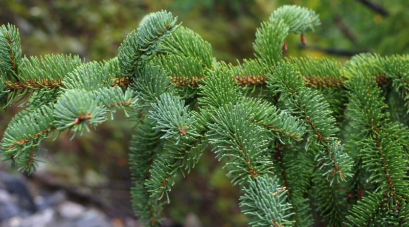 Picea koraiensis