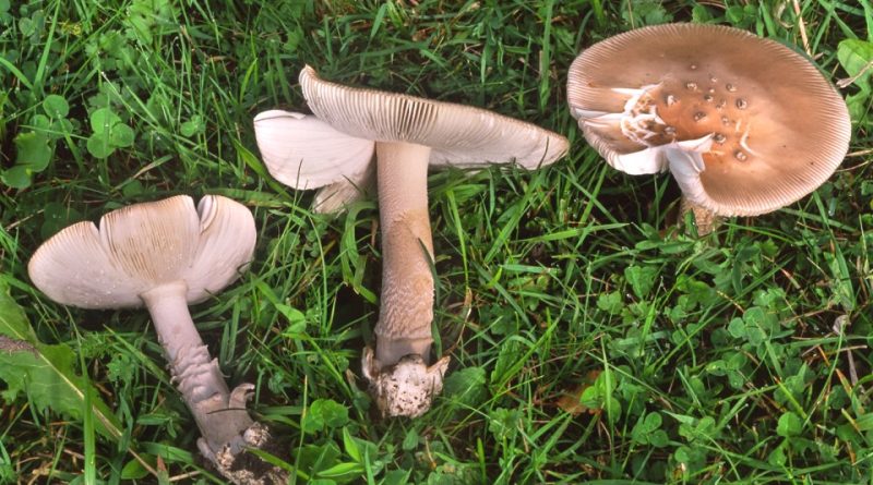 Amanita lividopallescens