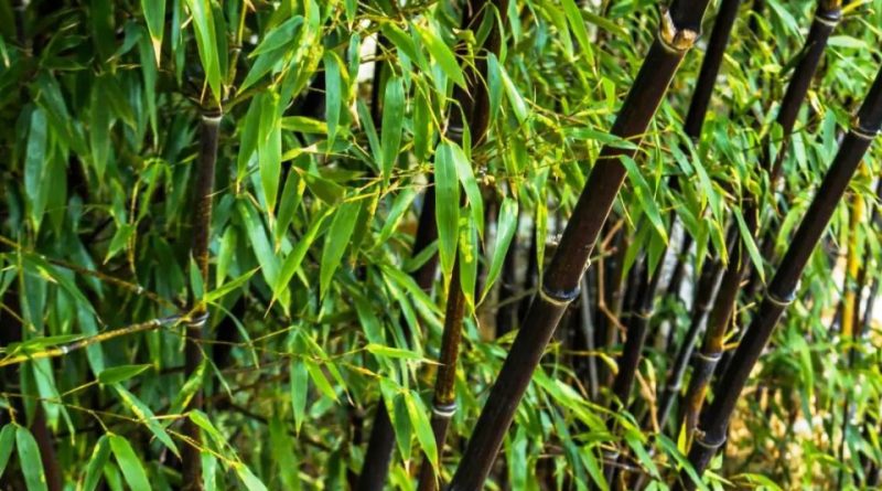 Bambusa lako