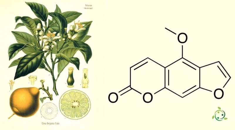 Bergaptene