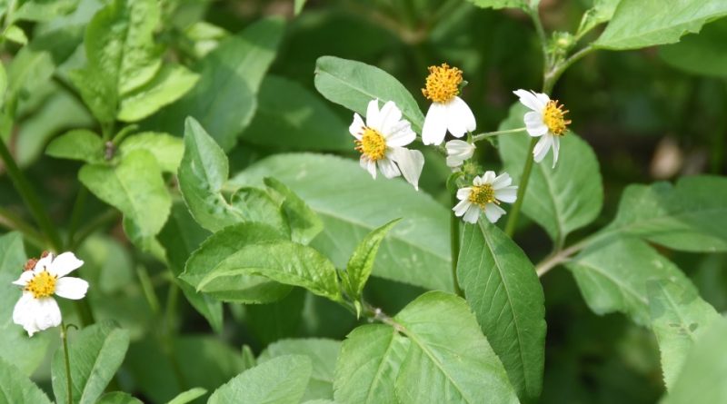 Bidens pilosa