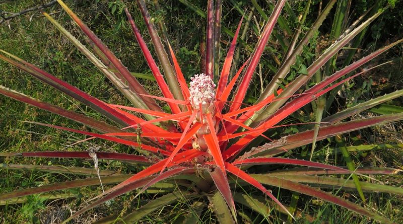 Bromelia balansae