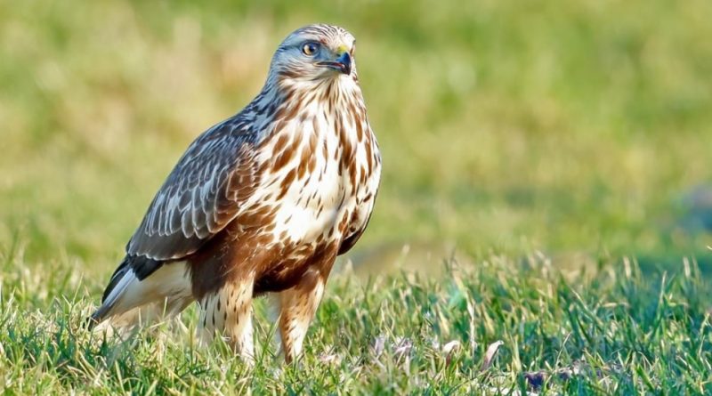 Buteo lagopus