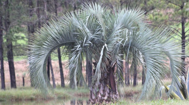 Butia eriospatha