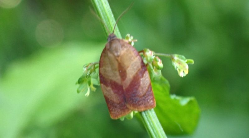 Cacoecimorpha pronubana