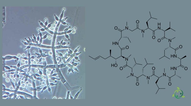 Ciclosporina