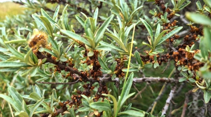 Hippophae rhamnoides