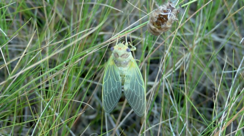 Lyristes plebejus