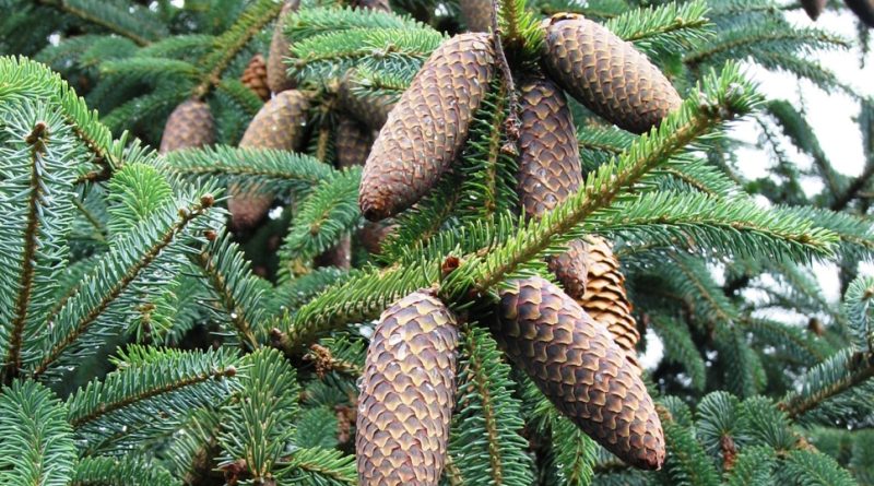 Picea likiangensis