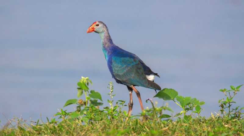 Porphyrio porphyrio Systematics, Habitat, Biology, Ecology