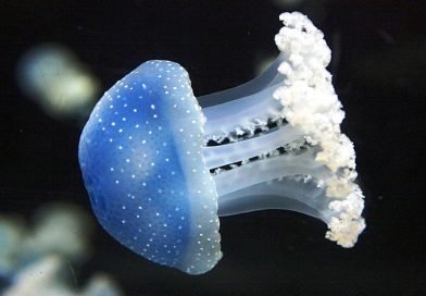 Ruolo ecologico delle meduse