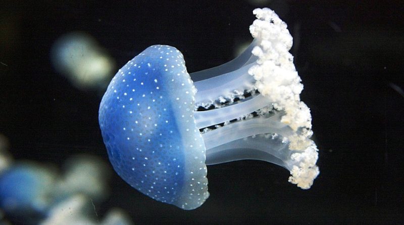 Ruolo ecologico delle meduse