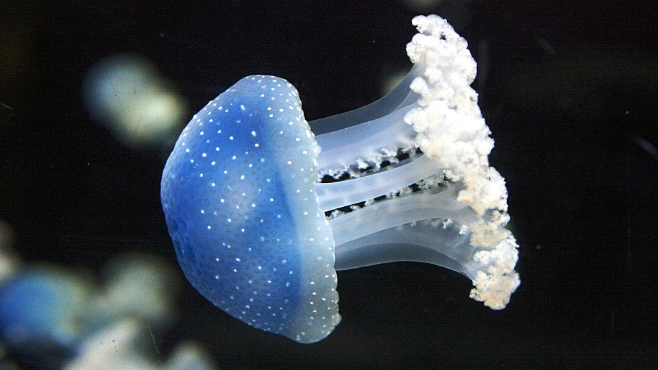 Ecological role of jellyfish function, role, nutrition