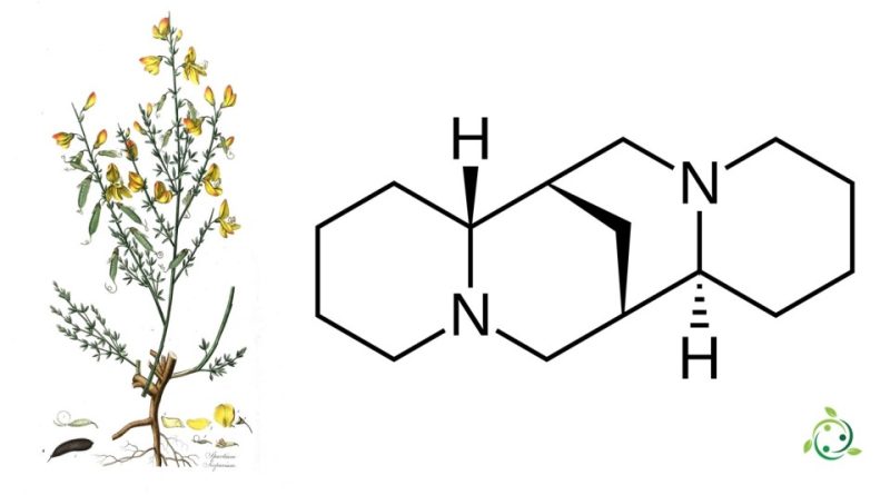 Sparteina