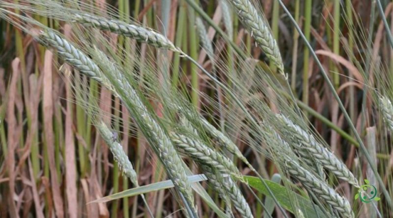 Valore nutrizionale del Farro