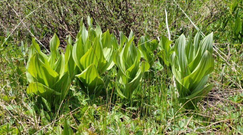 Veratrum californicum