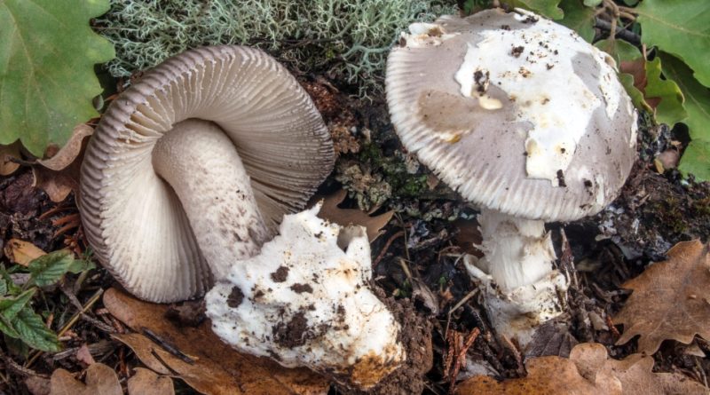 Amanita mairei