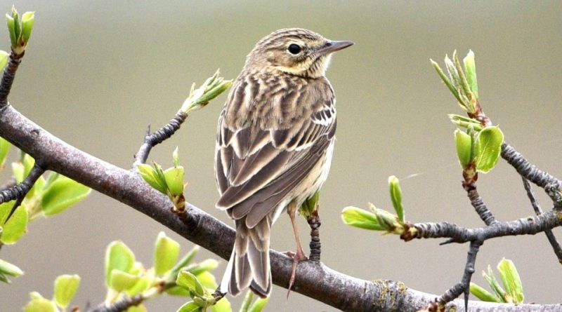 Anthus trivialis