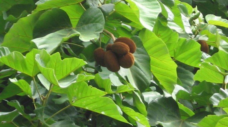 area-of-origin-of-cola-gigantea-archivi-an-eco-sustainable-world