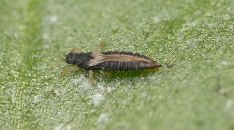 Heliothrips haemorrhoidalis