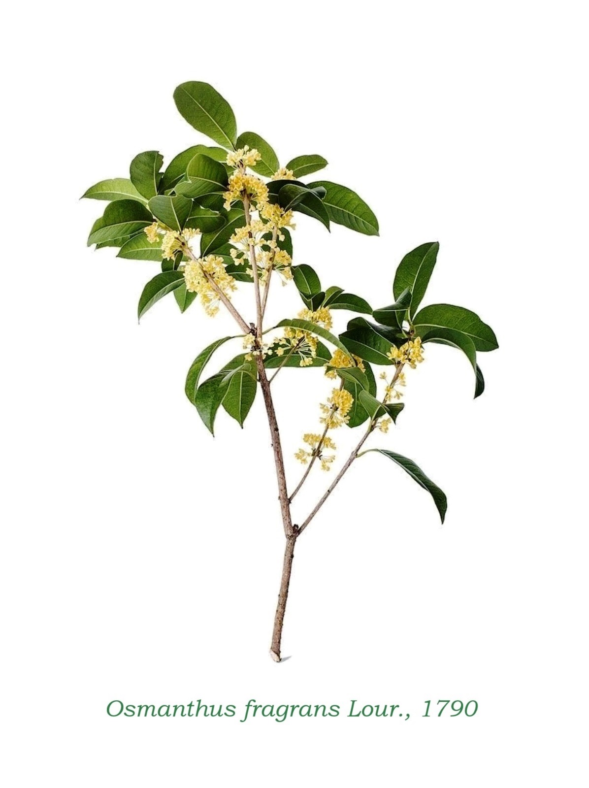 Fragrans Osmanthus fragrans: Sistemática, Etimología, Hábitat, Cultivo