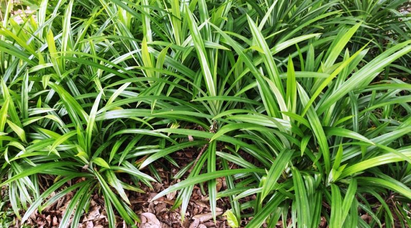 Pandanus amaryllifolius