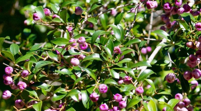 Syzygium oleosum