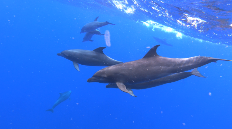 Tursiops truncatus