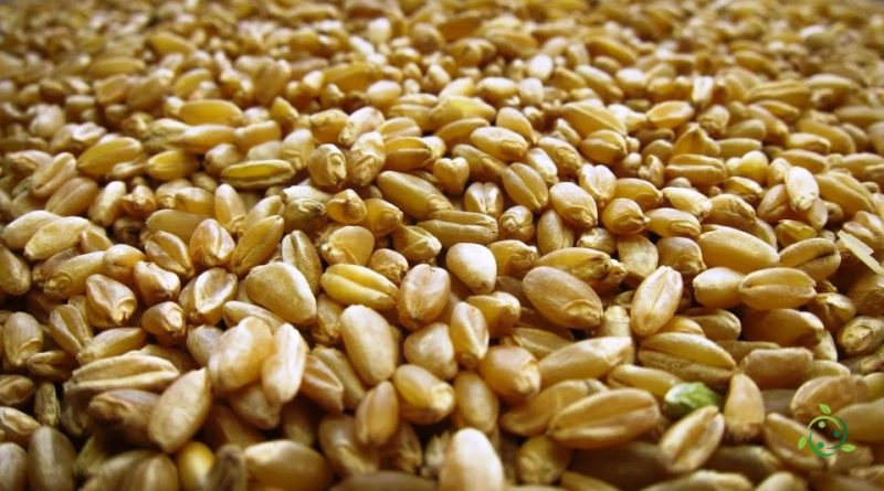 Valore nutrizionale del Grano duro