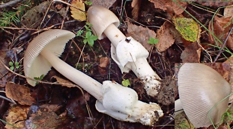 Amanita vaginata