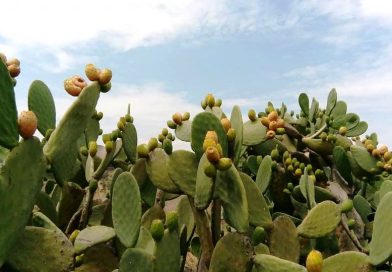 Azienda agricola Caudarella