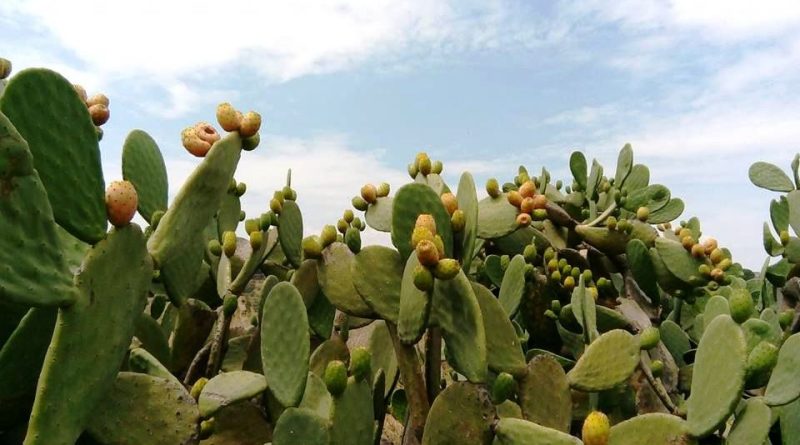 Azienda agricola Caudarella