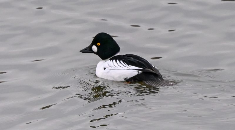 Bucephala clangula