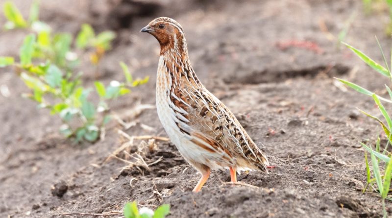 Coturnix coturnix