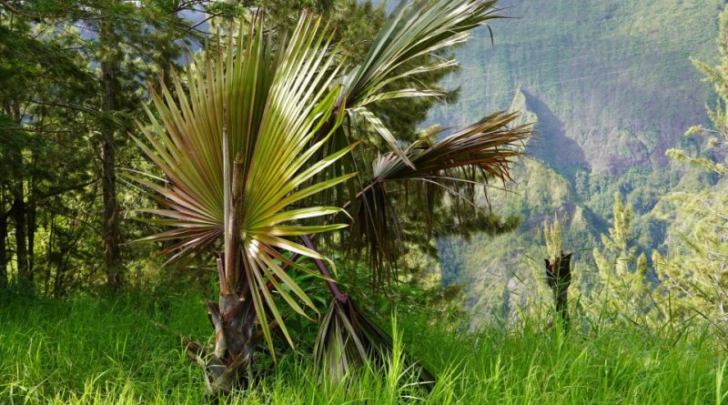 Latania lontaroides