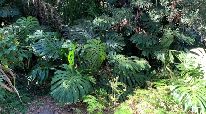 Monstera deliciosa