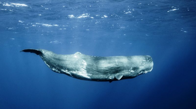 Physeter macrocephalus