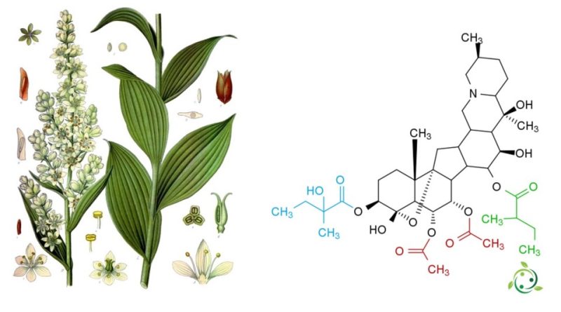 Protoveratrina