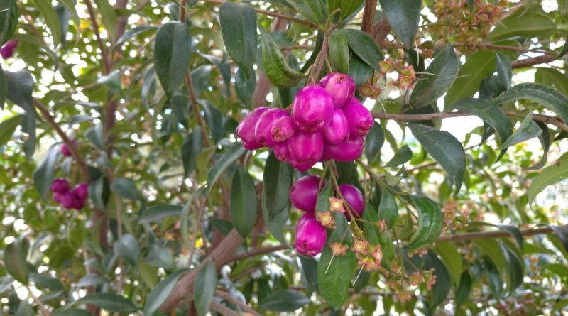 Syzygium paniculatum