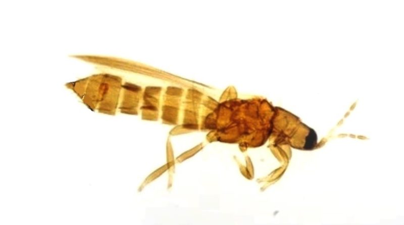 Thrips meridionalis